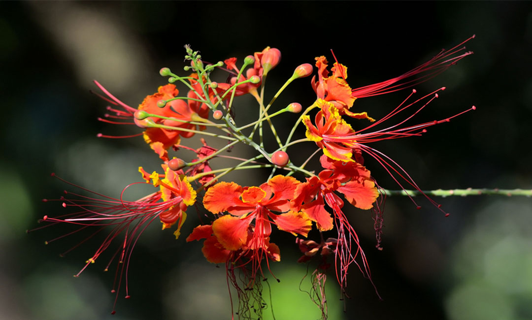 湘西花帮主百科词条创建案例